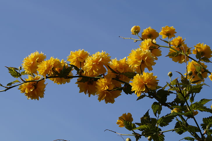 Bush, dekoratiivtaimede, Bloom, õis, kollane, lilled, kevadel