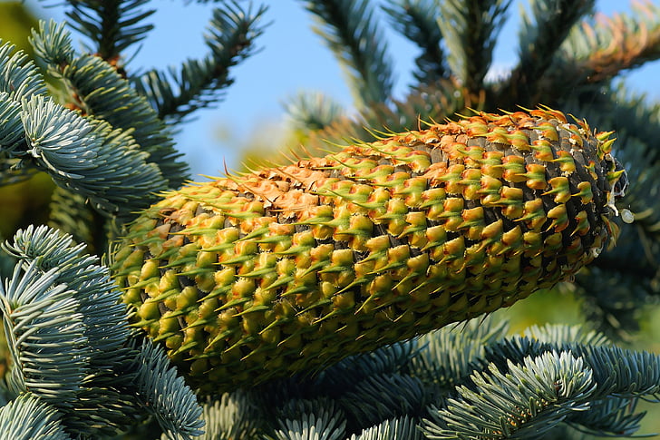 fir, pine cones, tap, needles, nature, green, immergrüner tree