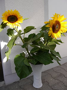saulespuķes, saule, ziedu pušķis