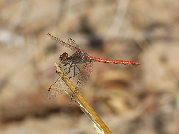 dragonfly, red dragonfly, winged insect, branch, sympetrum striolatum