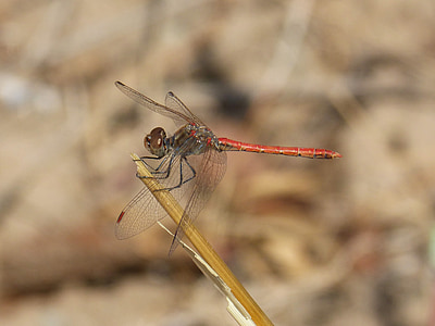 Dragonfly, röd trollslända, Bevingade insekter, gren, Sympetrum striolatum
