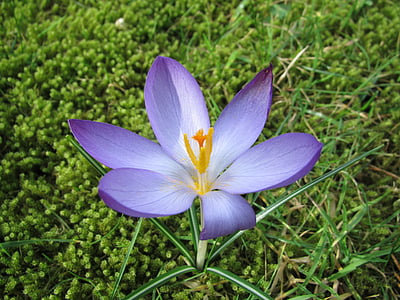 crocus, spring, sun, purple, spring flower, flower, flower head