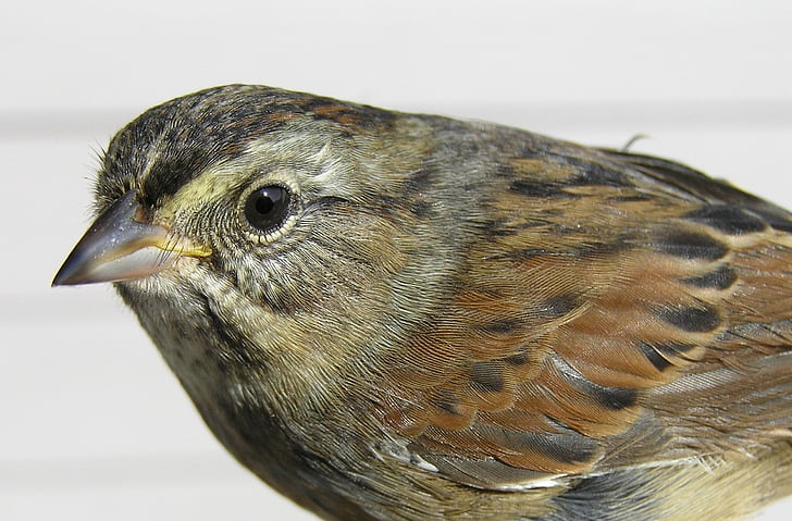 Swamp sparrow, vogel, dieren in het wild, zat, op zoek, natuur, Profiel