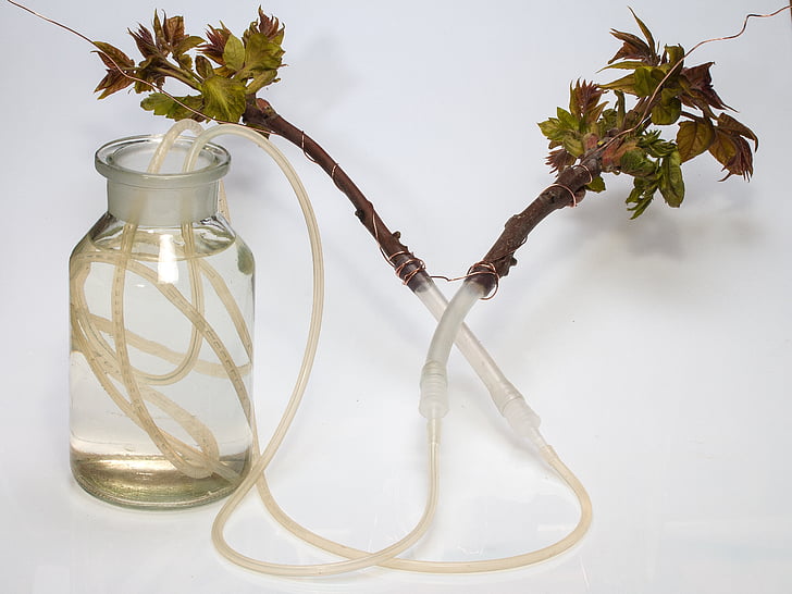 brede hals fles, slangen, watervoorziening, takken, vegetatie, Cut glazen fles, Ailanthus altissima