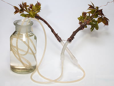 bottiglia collo largo, tubi flessibili, approvvigionamento idrico, rami, vegetazione, bottiglia di vetro tagliato, Ailanthus altissima