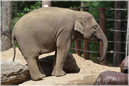 Słoń, zwierząt, pnia, dziki, dzikich zwierząt, ogród zoologiczny, ssak