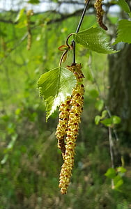birch, leaf, pollen, allergy, nature, tree, green