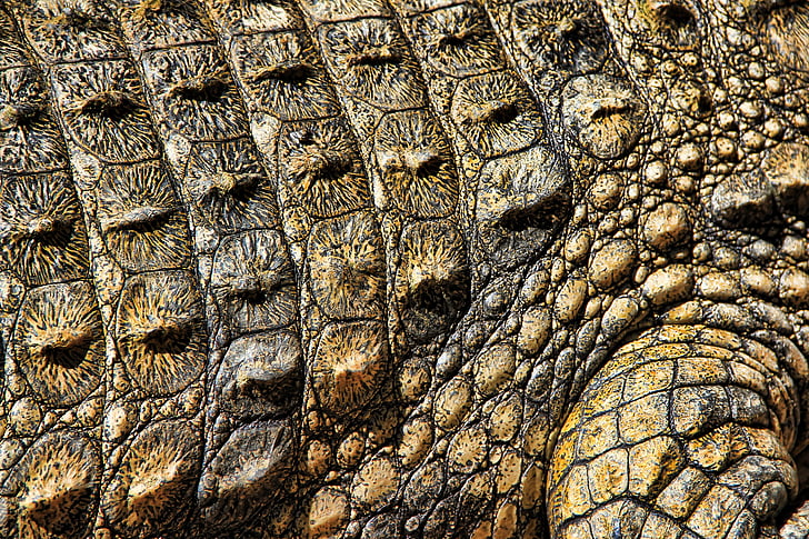 krokodille, tekstur, natur, struktur, mønster, overflate, abstrakt