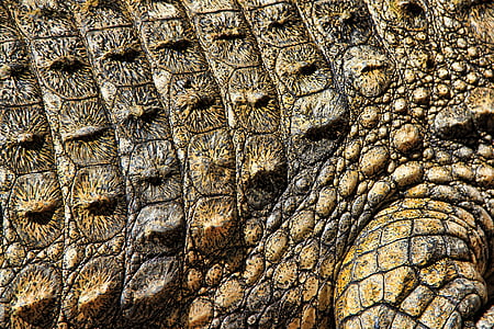 crocodile, texture, nature, structure, modèle, surface, Résumé