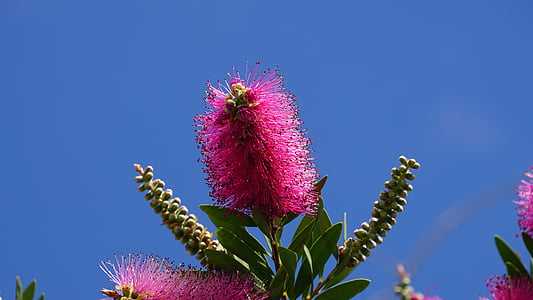 Bušs, zieds, Bloom, pudeļu mazgātājs, Austrālija