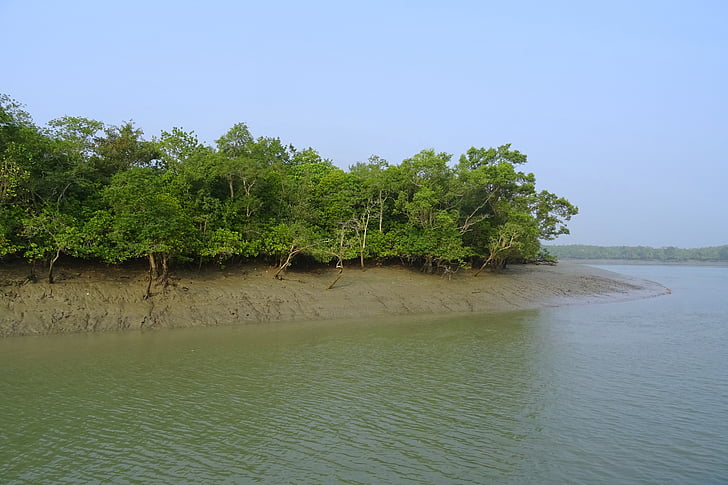 Mangrove, Sundarbans, träsket, skogen, floden, Ramsarområde, UNESCO