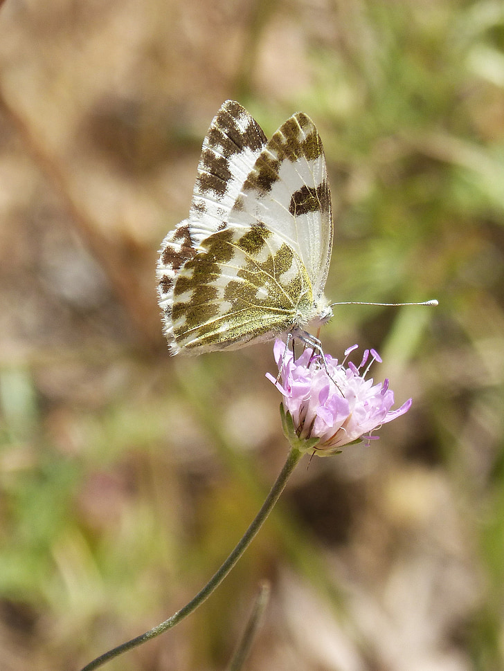 motýl, Pontia daplidice, Pontia, blanquiverdosa, Wild flower, LIBAR