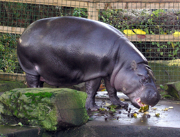 pygmy hippo, hippopotamus, zoo, wildlife, nature, mammal, fat