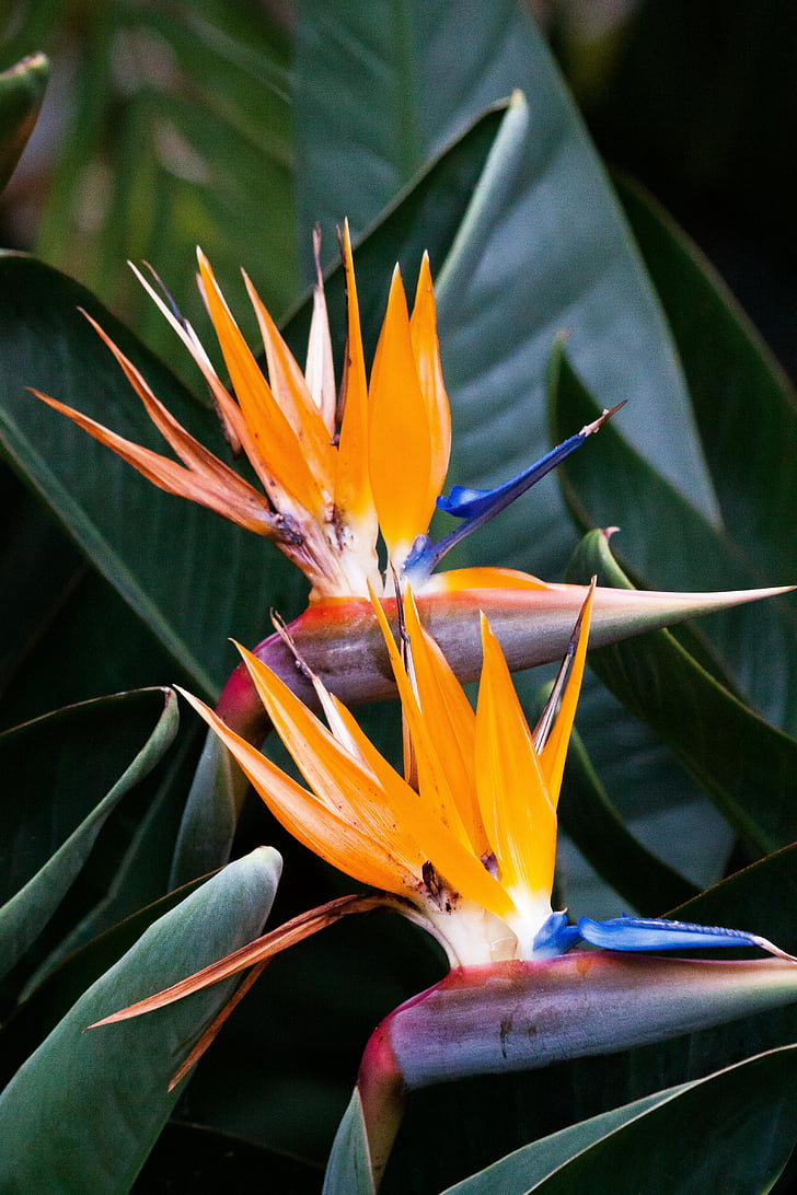 caudata, Strelitzia, Bird of paradise blomst, Strelitzia orkideer, Botanisk have, Afrika, haven