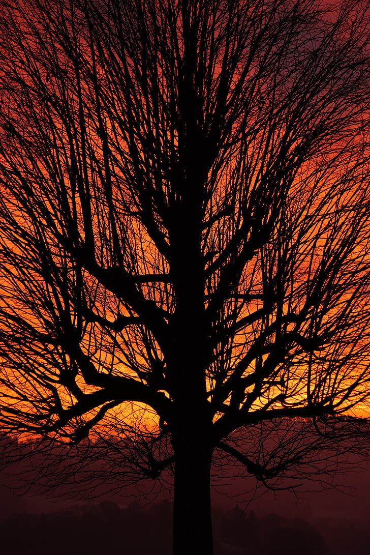 albero, tramonto, estetica, rami, tribù, albero solitario, cielo