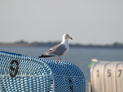 beach chair, seagull, coast, sea, north sea, sky, northern germany
