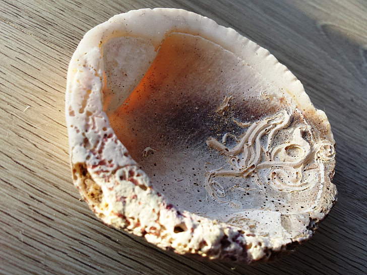 fossila, skrinlägga, Ocean, havet skrinlägga, vit, Rosa, sten