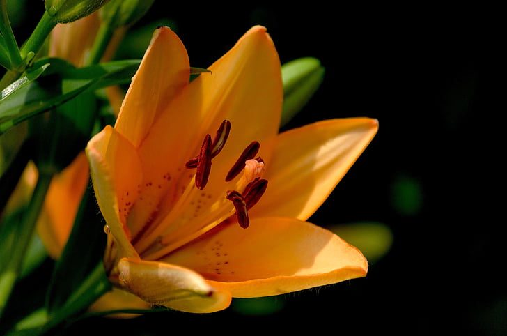 Orange, asiatic, liljor, Bloom, Stäng, fotografering, blomma