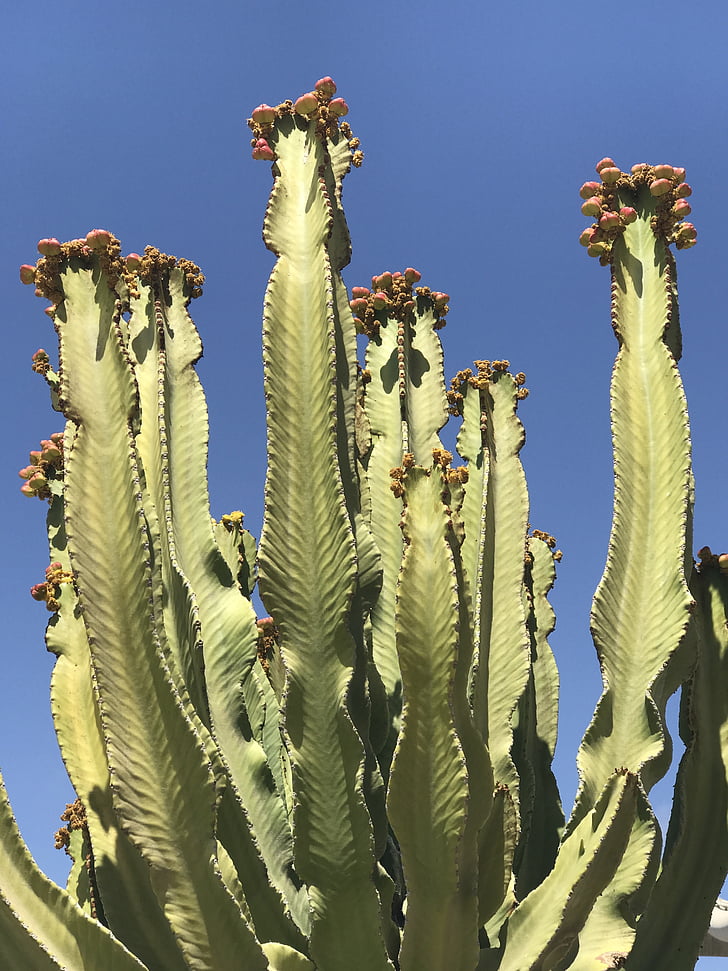 Cactus, Cactus, deserto, natura, pianta, fiore, Botanico
