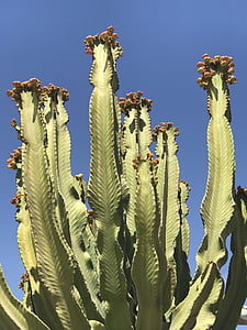 kaktus, kaktusi, pustinja, priroda, biljka, cvijet, Botanički