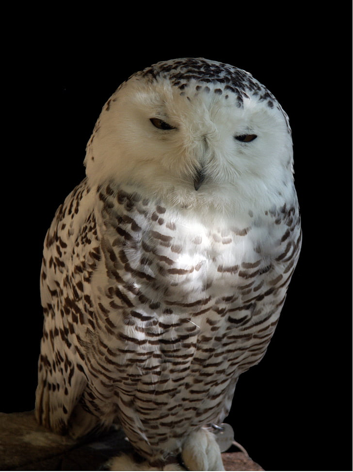 Snowy owl, Chouette napolenico, pássaro, natureza, Branco, animal
