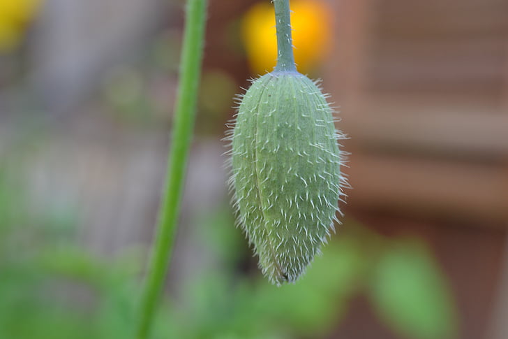 poppy bud, close-up, wild flower, hairs, stem, closed head