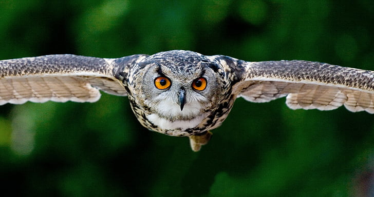Owl, phương pháp tiếp cận, Raptor, chim săn mồi, trong chuyến bay, bay, một trong những động vật