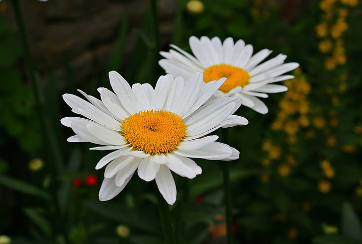 Kamilla, Bloom, virágok, sárga, fehér, növény, nyári