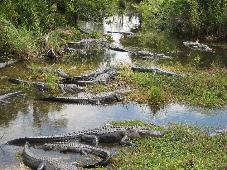 é.-u., Miami, Everglades, crocodile, marais, Floride