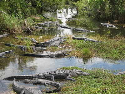 САЩ, Маями, Евърглейдс, крокодил, блатото, Флорида