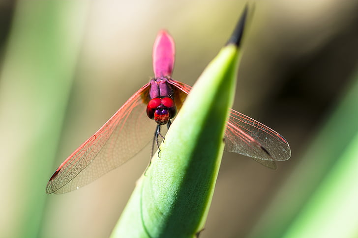 Dragonfly, putukate, Sulgege