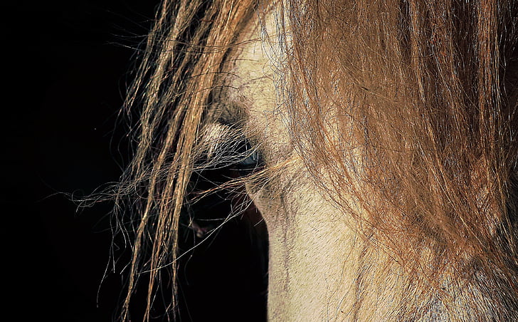 άλογο, Κοίτα, πόνυ, μάτι, άλογα, κεφάλι, ζώο