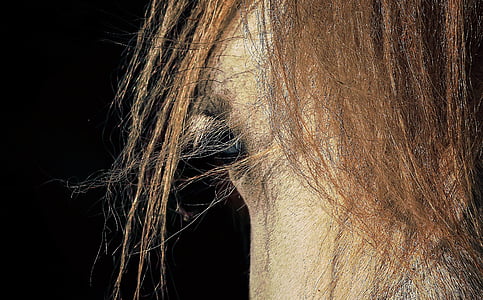 arklys, žiūrėti, žiūrėk, ponis, akių, arkliai, galva, gyvūnų