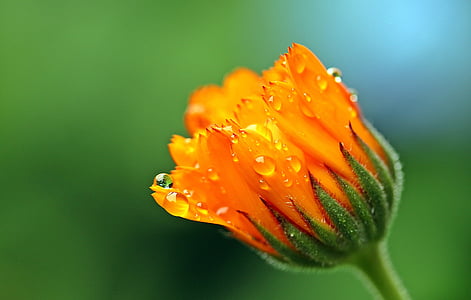 Marigold, Alyssoides, oransje, Blossom, blomst, åpner bud, hagearbeid