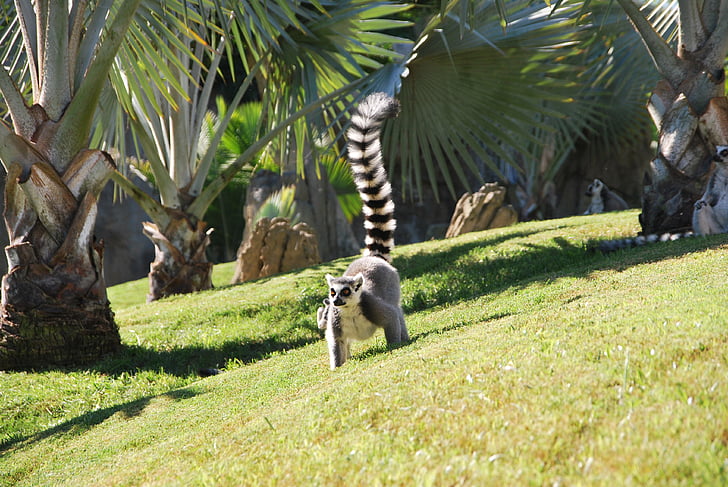 Lemur, jardim zoológico, natureza, grama, em execução, animal, vida selvagem