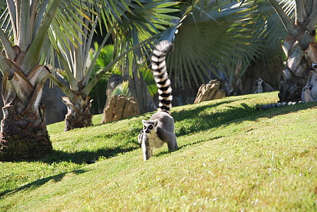 lemur, zoo, nature, grass, running, animal, wildlife