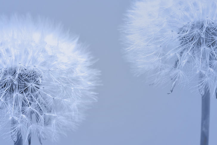 dandelions, nature, plant, weed, white, winter, snow