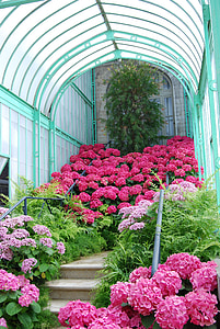jardin, Rosa, turquoise, fleurs, échelle