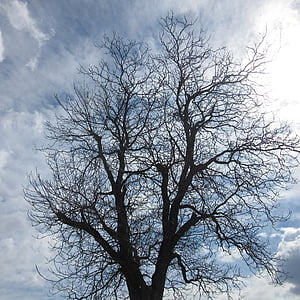 strom, Kahl, silueta, estetické, obloha, mrak, holý strom