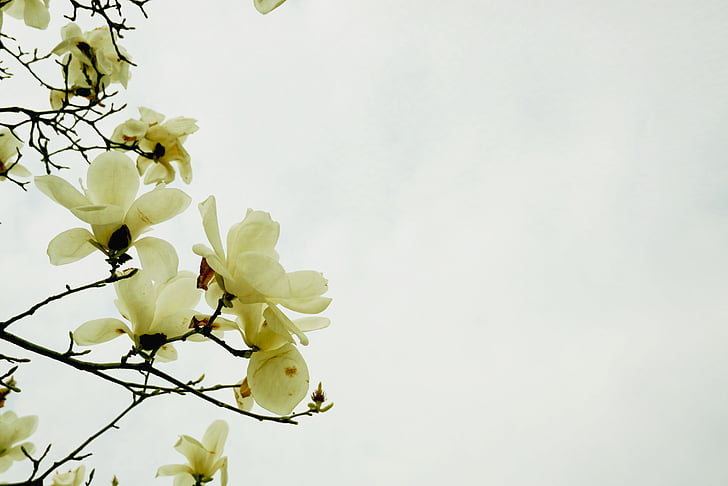 flowers and plants, day, flowers
