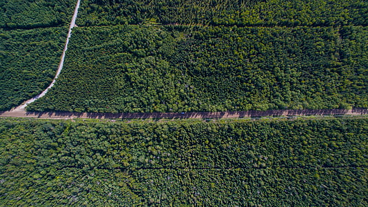 aerial, photo, green, forest, bodies, water, center