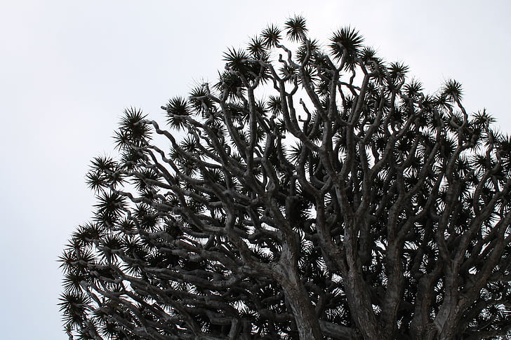 Dracaena, sort/hvid, plante, Dragon tree, lav vinkel skud, abstrakt, træ
