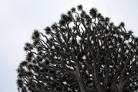 Dracaena, zwart-wit, plant, Dragon tree, lage hoek schoot, abstract, boom