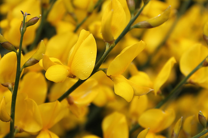 Κίτρινο, λουλούδια, ανθίζει, άνοιξη, άνθος, φυτό, κίτρινα άνθη