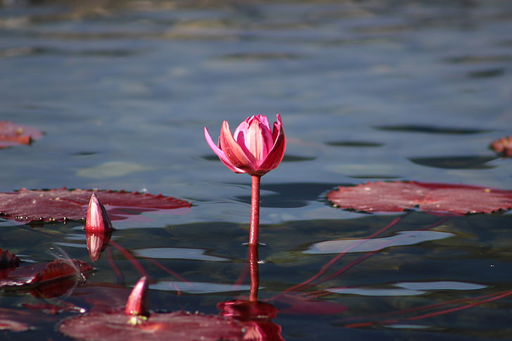 water lily, pink, flower, plant, nature, garden, lily pads