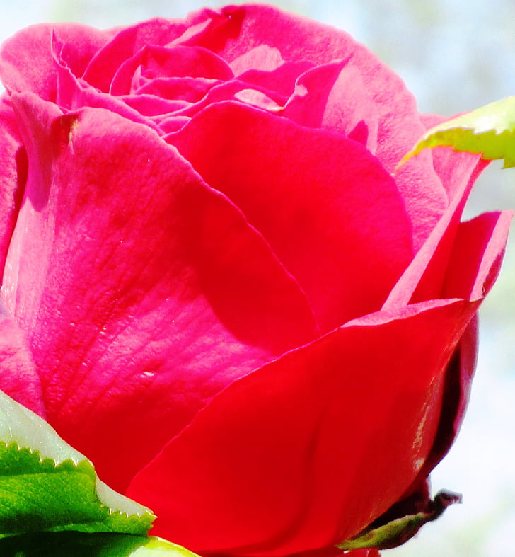 Rosa, vermell, flor, flor, flor rosa, fragància, bellesa