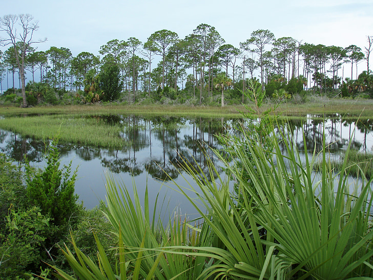 florida, nature, swamp, plant, wetland, usa, green
