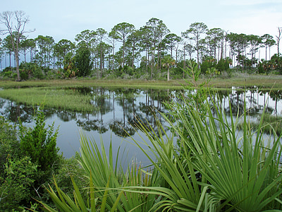 Florida, natura, palude, pianta, zona umida, Stati Uniti d'America, verde
