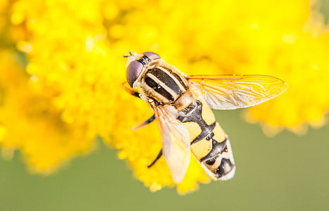 hoverfly, insect, close, macro, yellow, wing, chitin