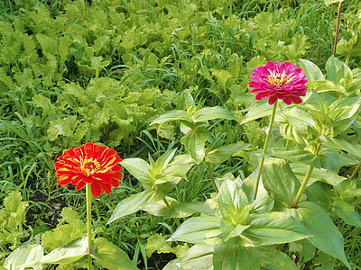Zinnia elegans, Zinnia, bunga-bunga merah, bunga